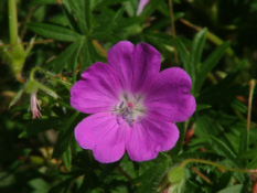 Geranium sanguineumBloedooievaarsbek bestellen